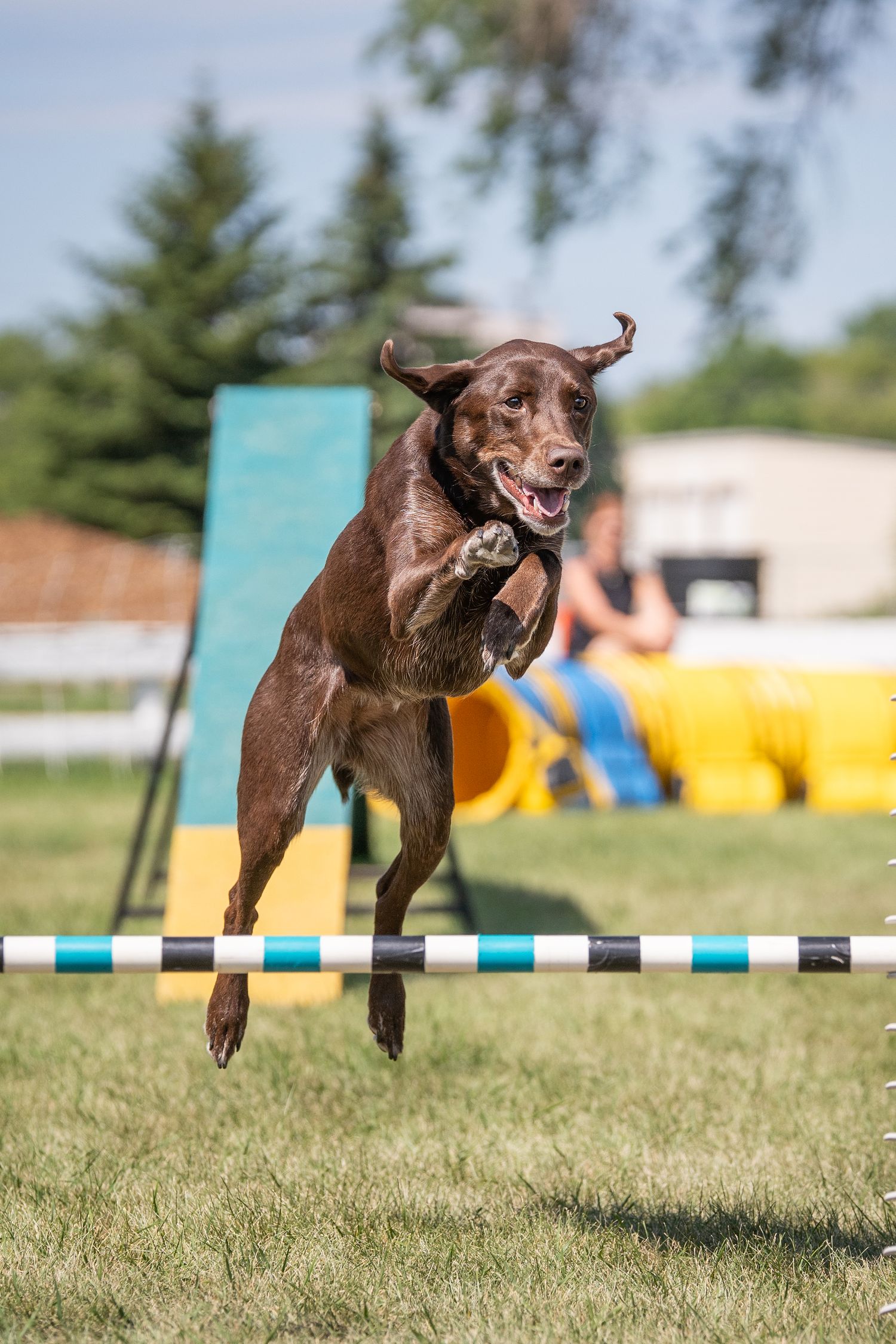 Chocolate Labrador dog leaping over an agility course jump bar in an outdoor training field.