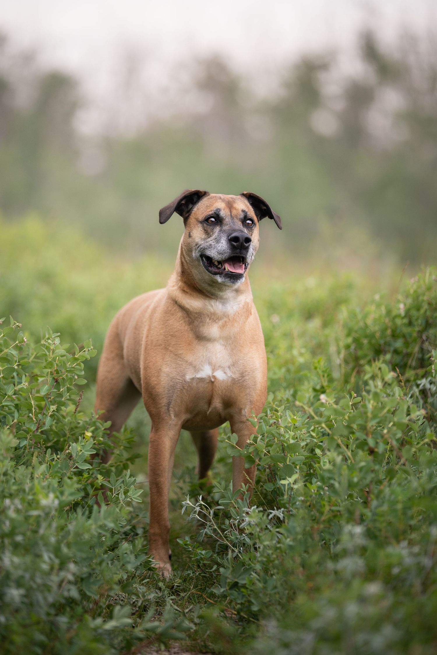 A brown mixed breed dog stands alert in a lush green field of clover during a bright summer day.