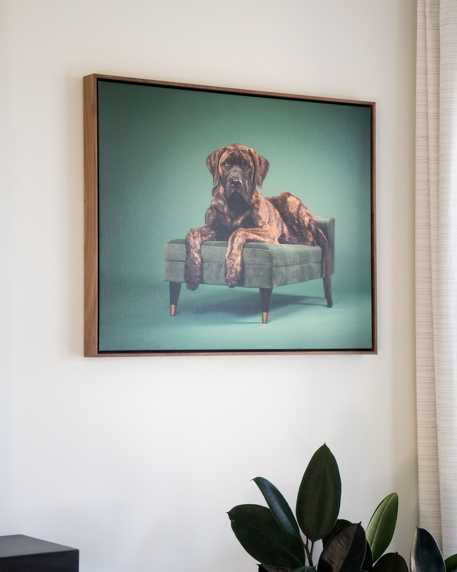 A framed wall art photograph shows a large brown dog lounging on a teal upholstered chair against a turquoise backdrop.