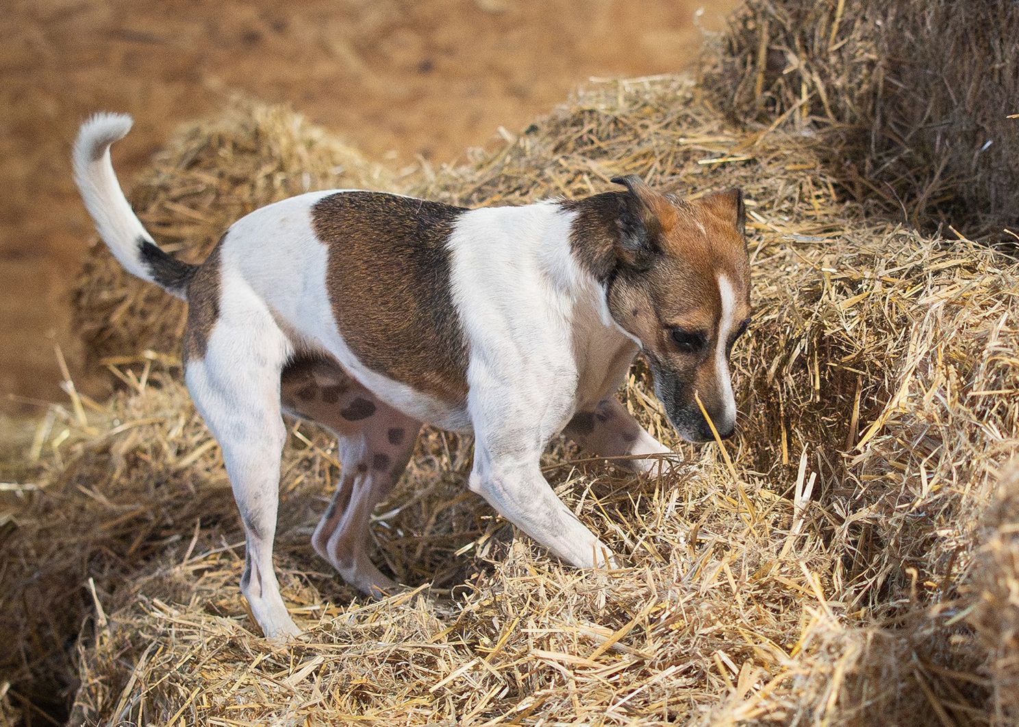 A brown and white hunting dog sniffs through hay searching for prey in a rustic barn setting.