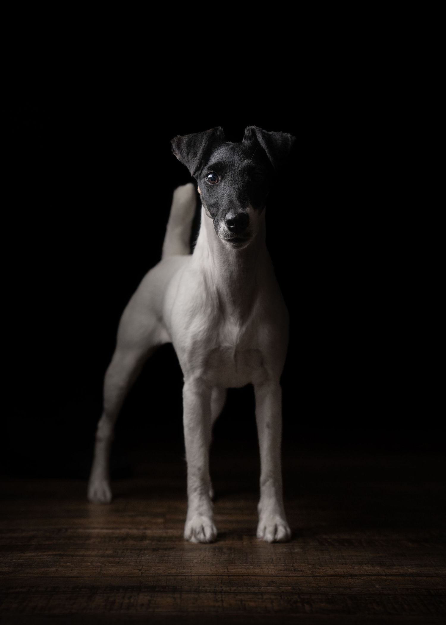 A portrait of a Fox Terrier dog standing alertly on a wooden floor against a dark background.
