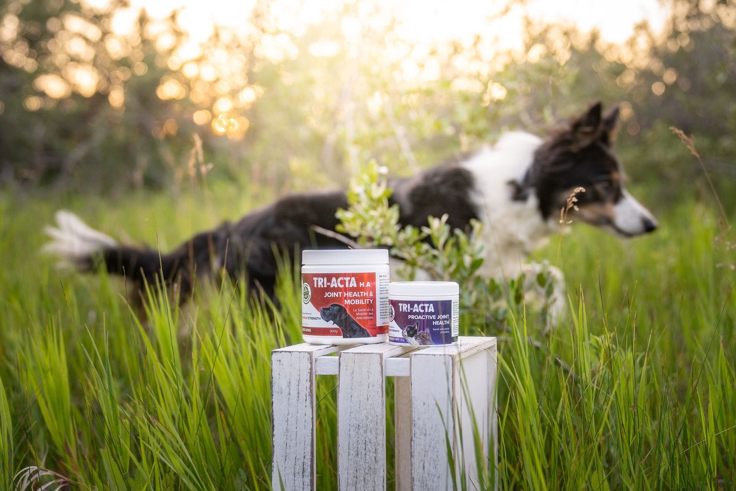 Border collie runs in tall grass at sunset with pet supplement jars displayed a wooden crate in foreground.