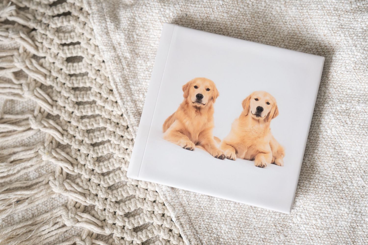 Multiple images of golden retriever puppies lying down on white backgrounds arranged in a horizontal sequence.