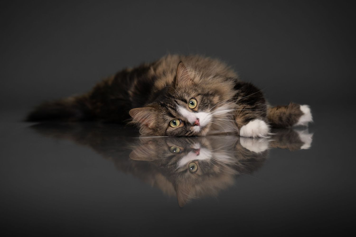 A brown and white Maine Coon cat lies stretched out on a dark surface in different relaxed poses.
