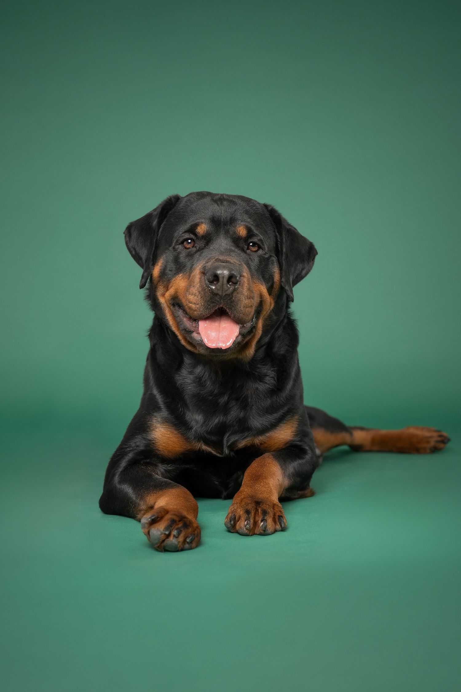 A photo showing a happy Rottweiler dog laying down against a green studio backdrop.