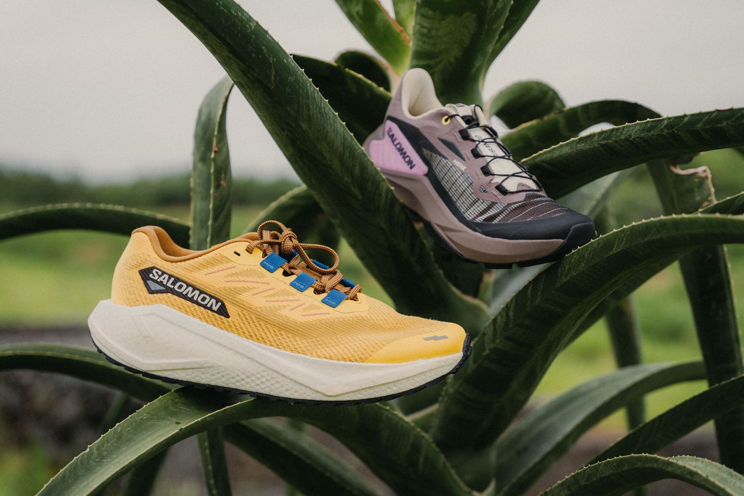 Yellow and purple Salomon running shoes displayed on green tropical plant leaves.