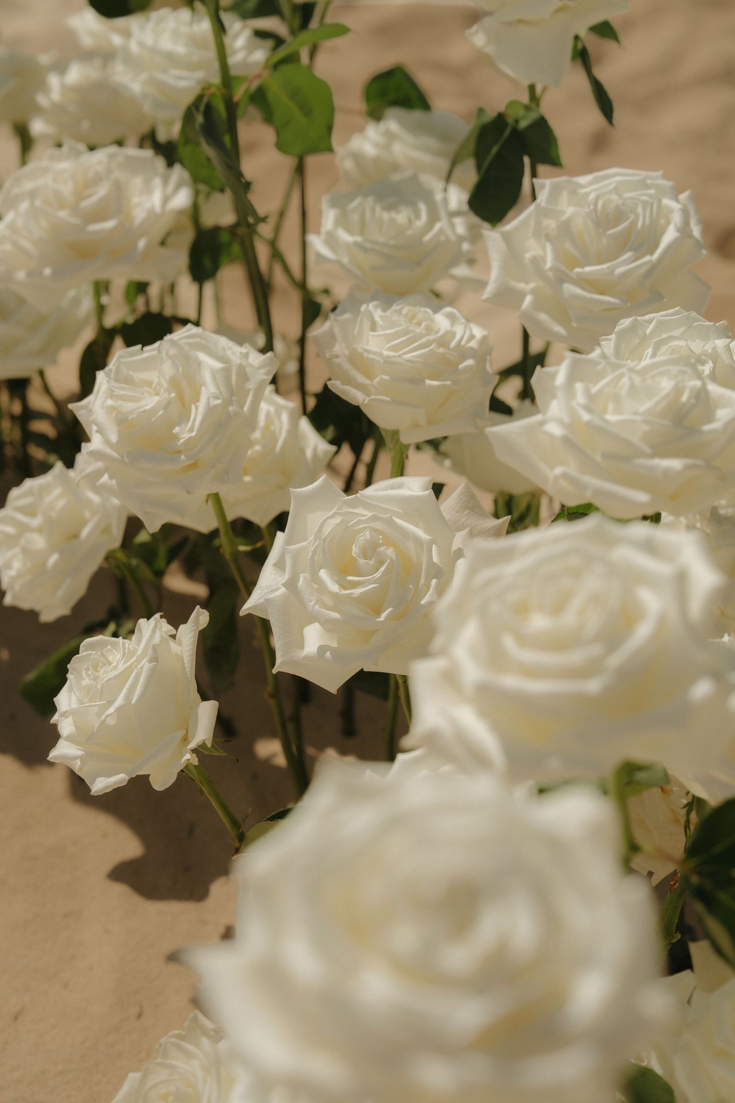Elegant white roses in full bloom arranged together, showcasing delicate petals against a soft sandy background.