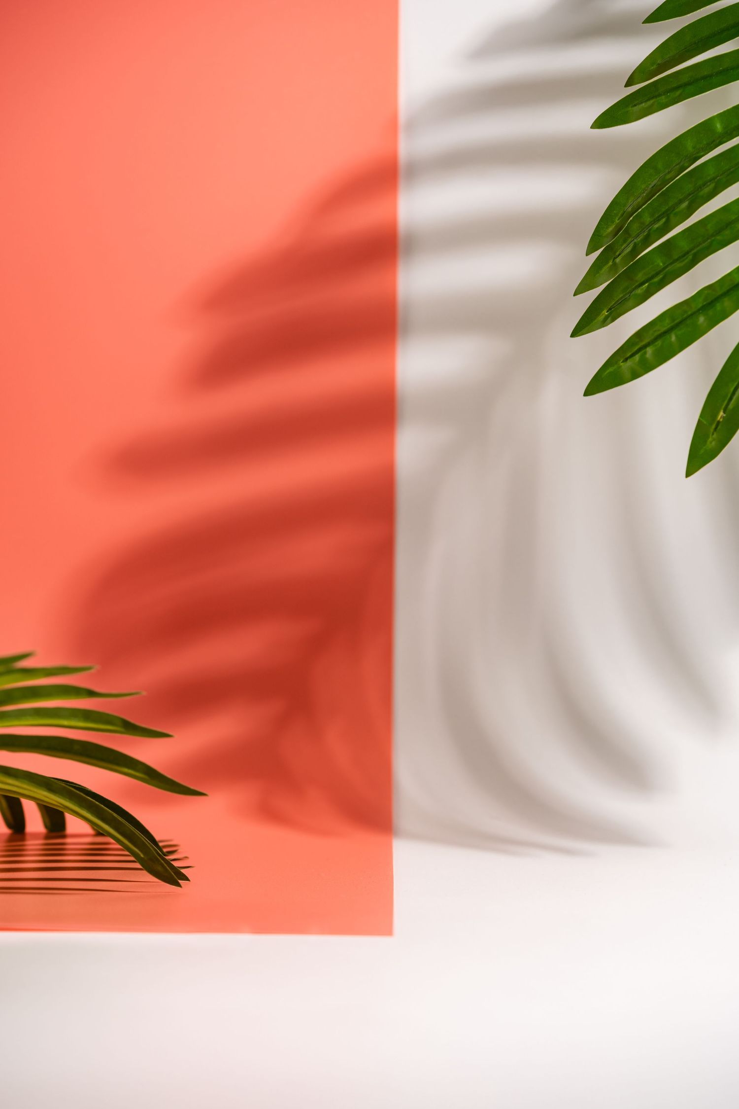 Monstera shadow on white and orange background