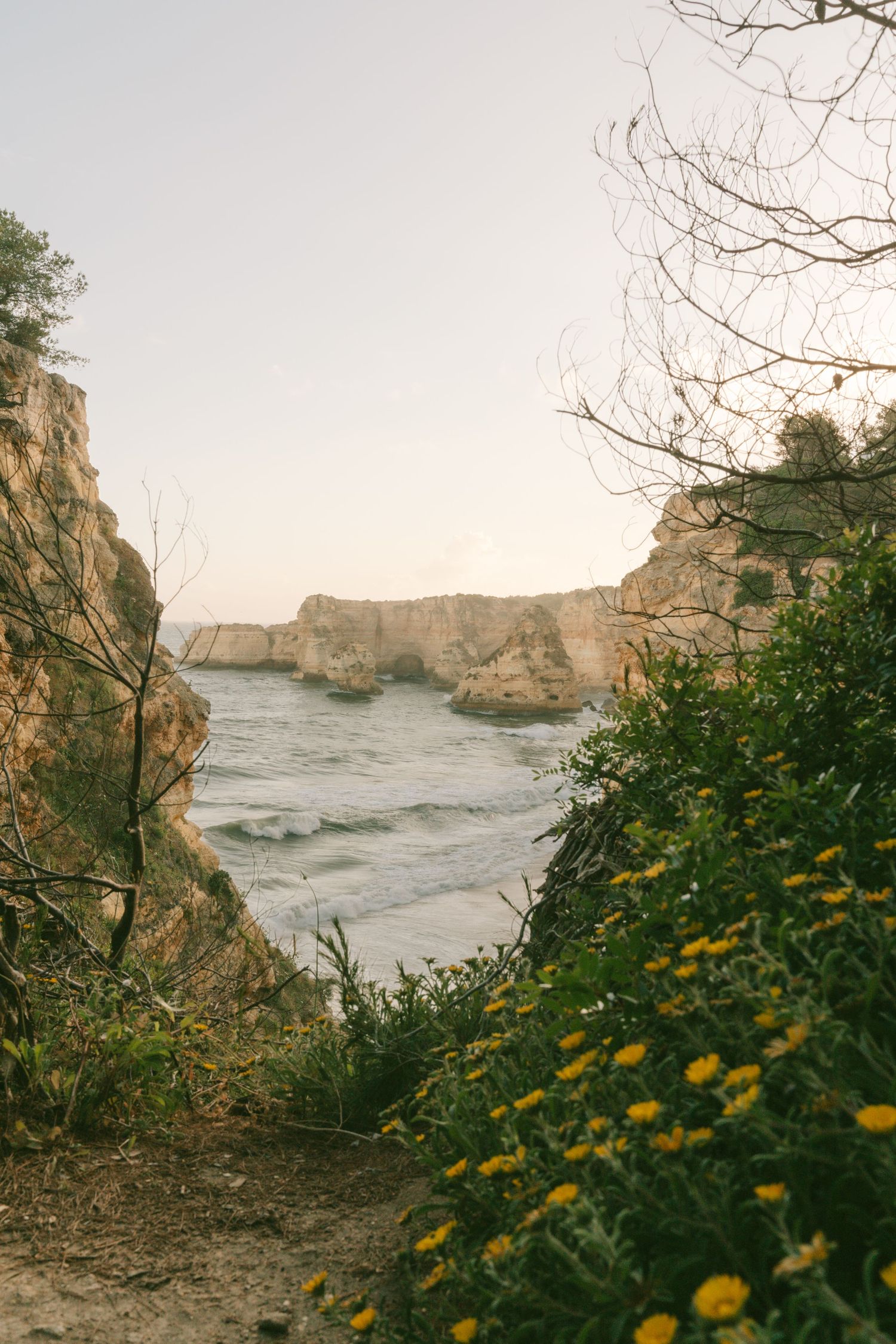 Rocky coastal cliffs frame a serene ocean cove with yellow wildflowers in the foreground at golden hour.