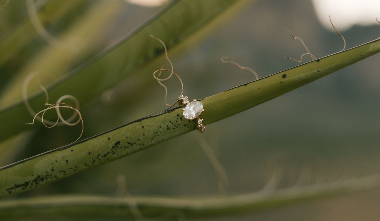 Close-up of an engagement ring on a cactus in Red Rock canyon, Las Vegas