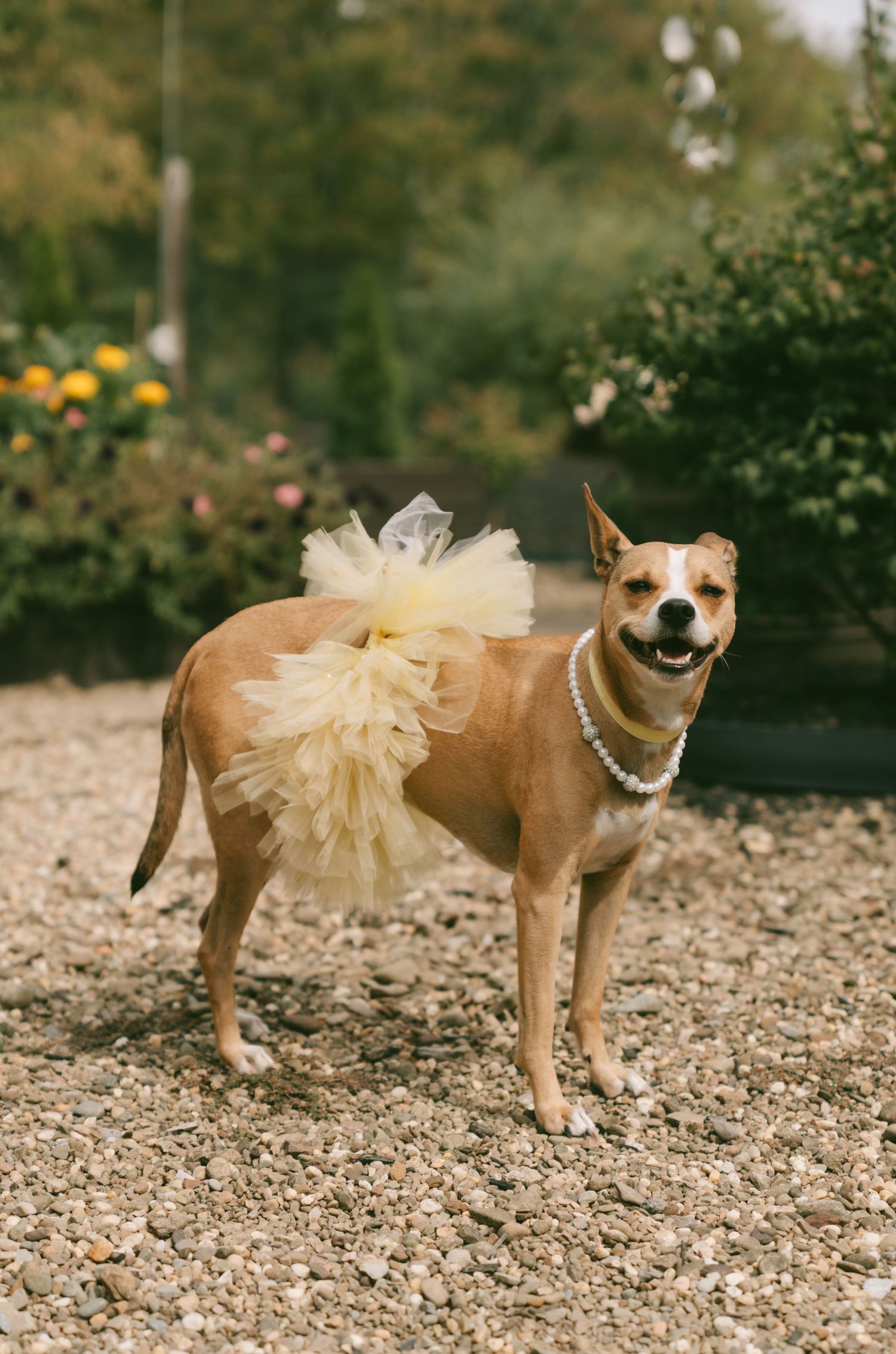 A happy brown dog wearing a cream-colored tulle tutu poses on a gravel path in a garden setting.