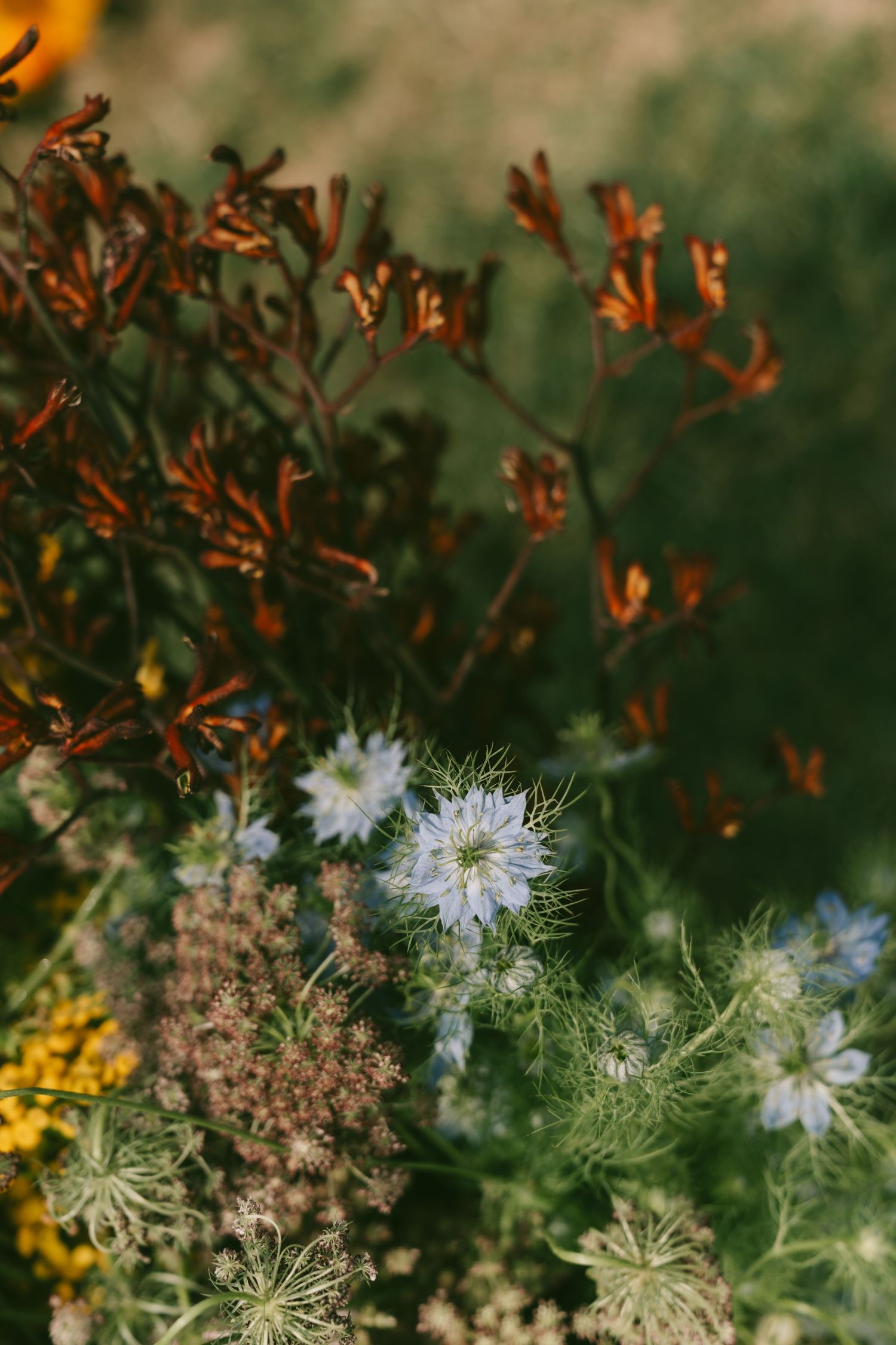 Delicate white wildflowers and orange blooms create a dreamy natural garden scene.