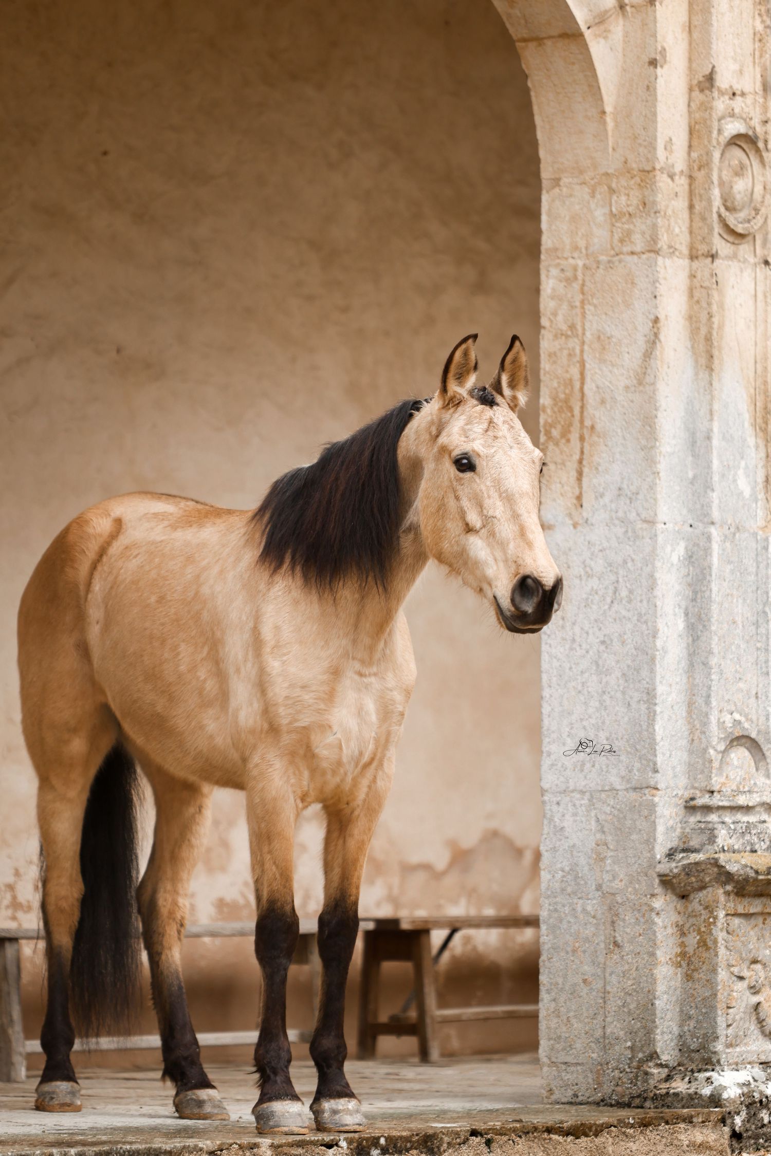 Equus Meet - Côte d'Or 2025