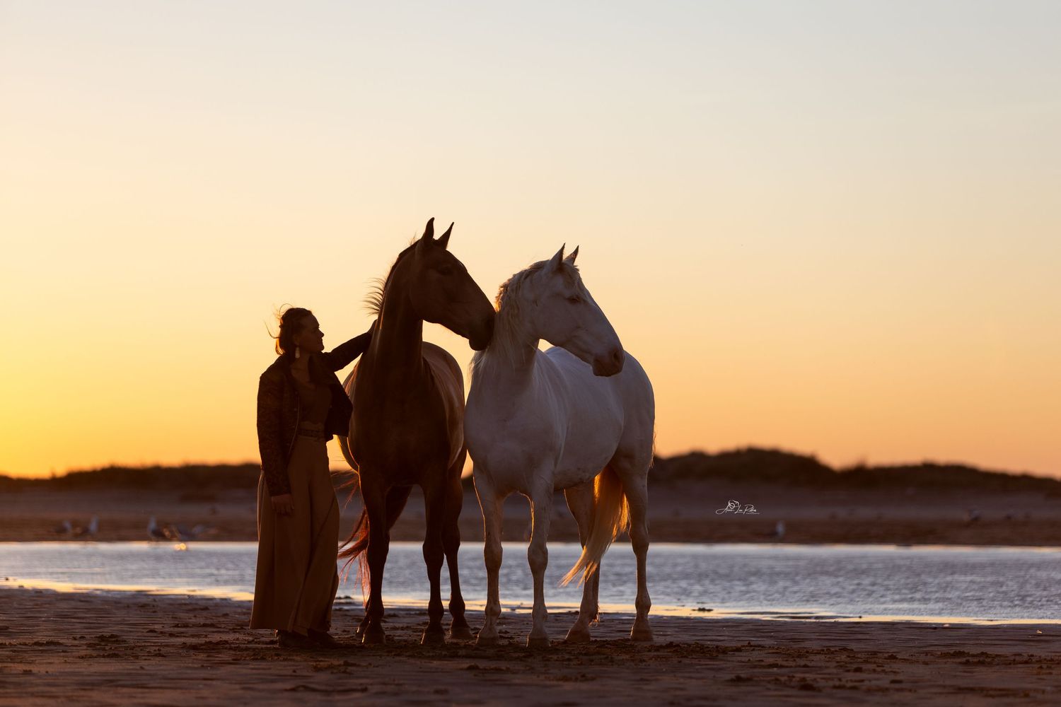 Equus Meet - Camargue 2025