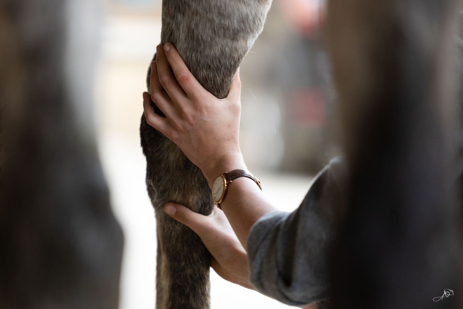 Work for Laura Gerber Masseuse Equin