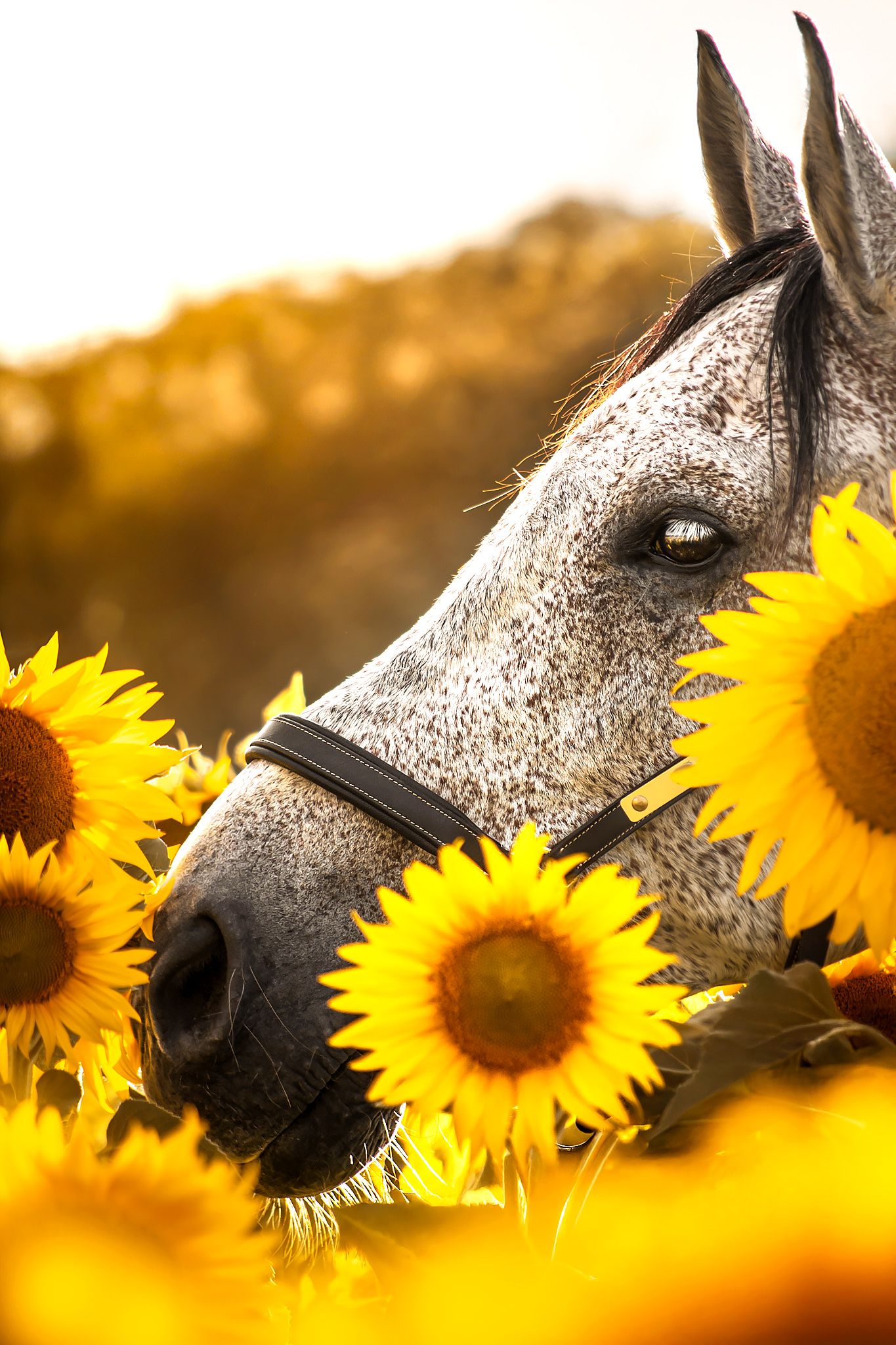 Tournesols 2024