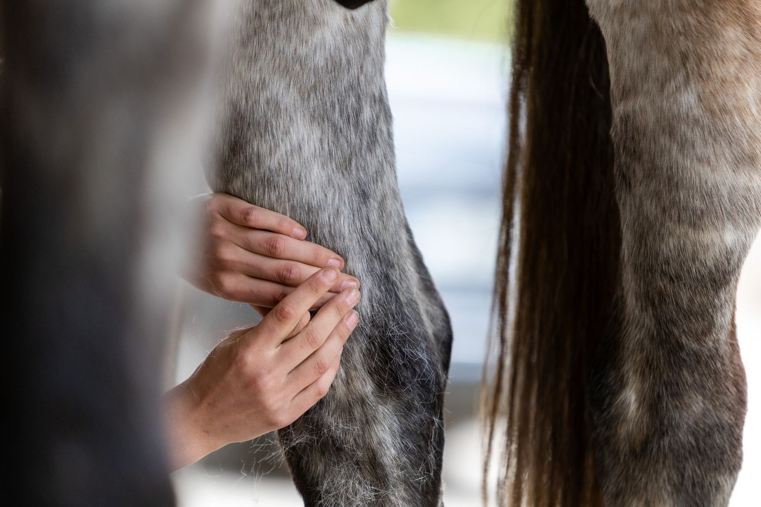 Work for Laura Gerber Masseuse Equin