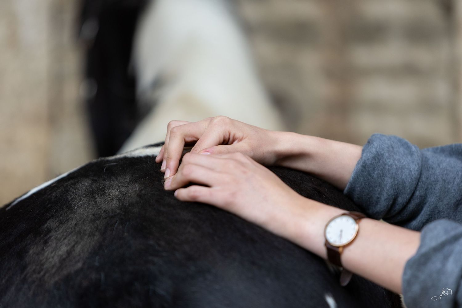Work for Laura Gerber Masseuse Equin