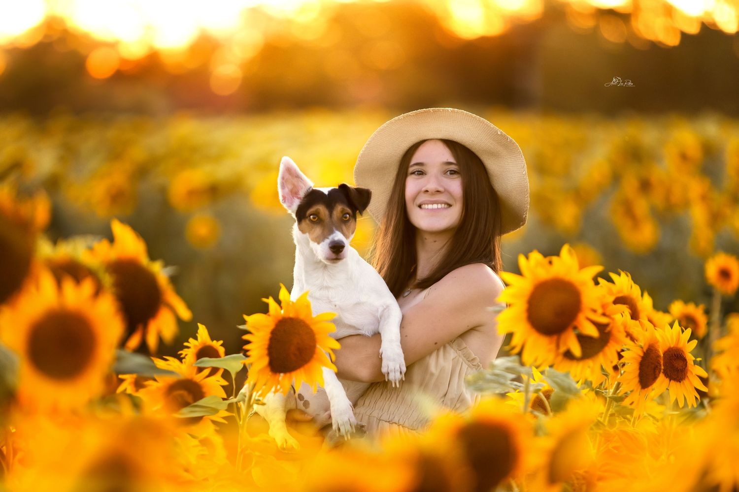 Tournesols 2025