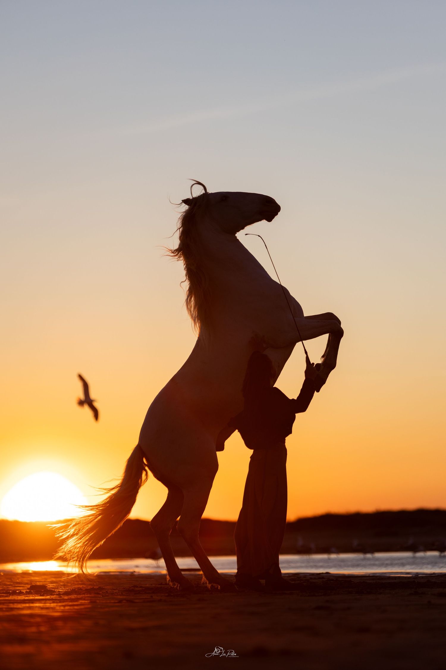 Equus Meet - Camargue 2025