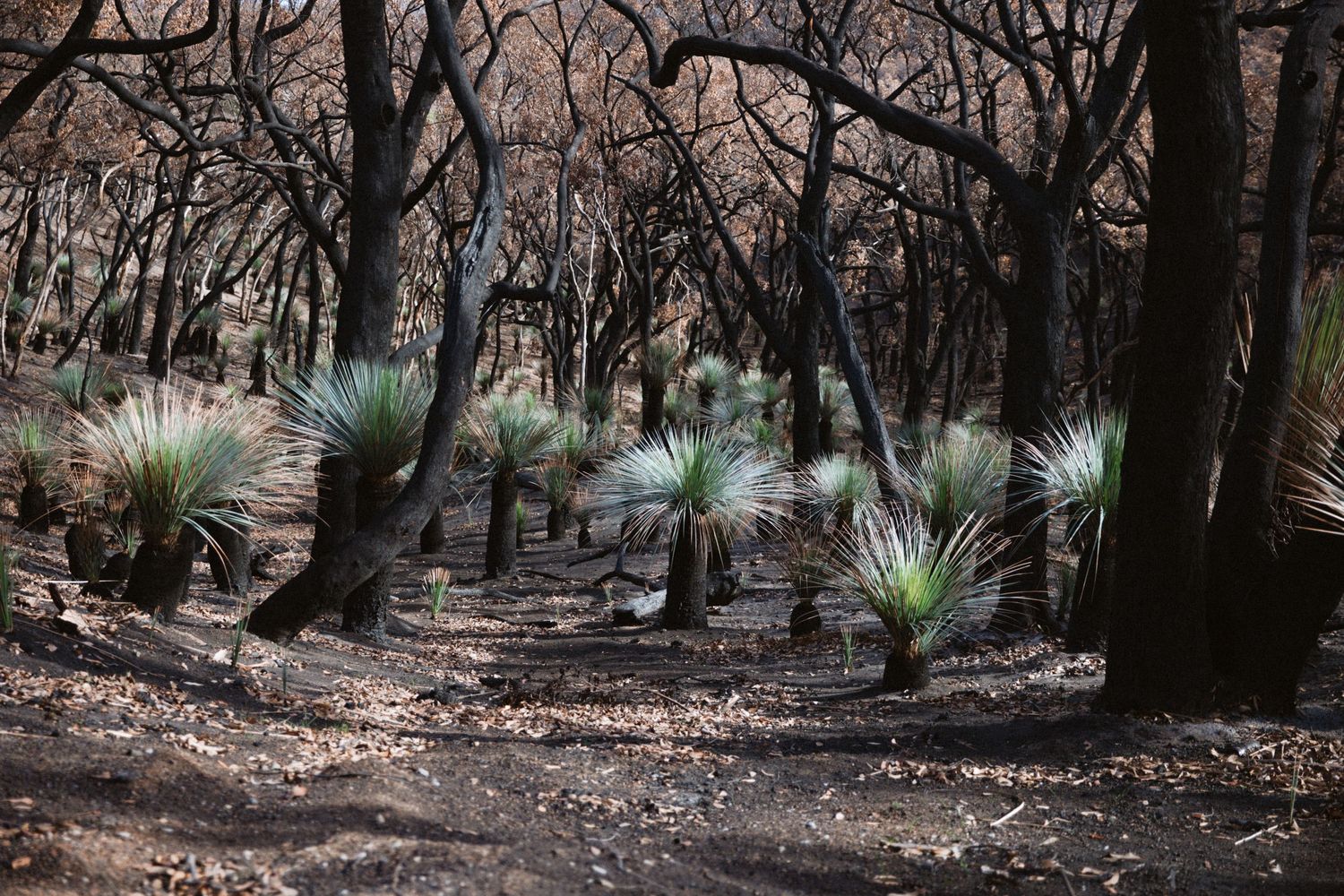 Talisker National Park after 2026 Deep Creek National Park Fire