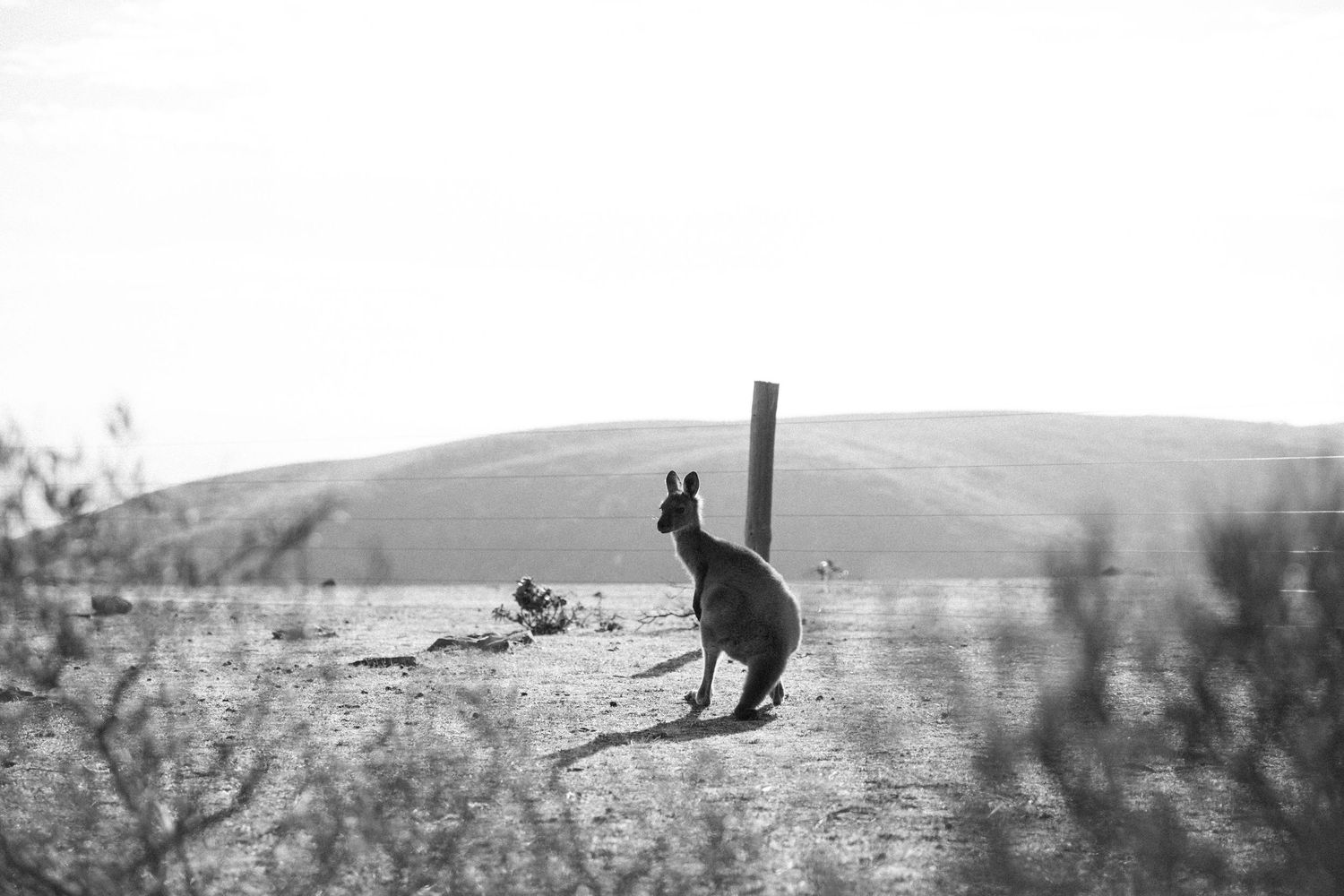 Kangaroo silhouette at Deep Creek National Park