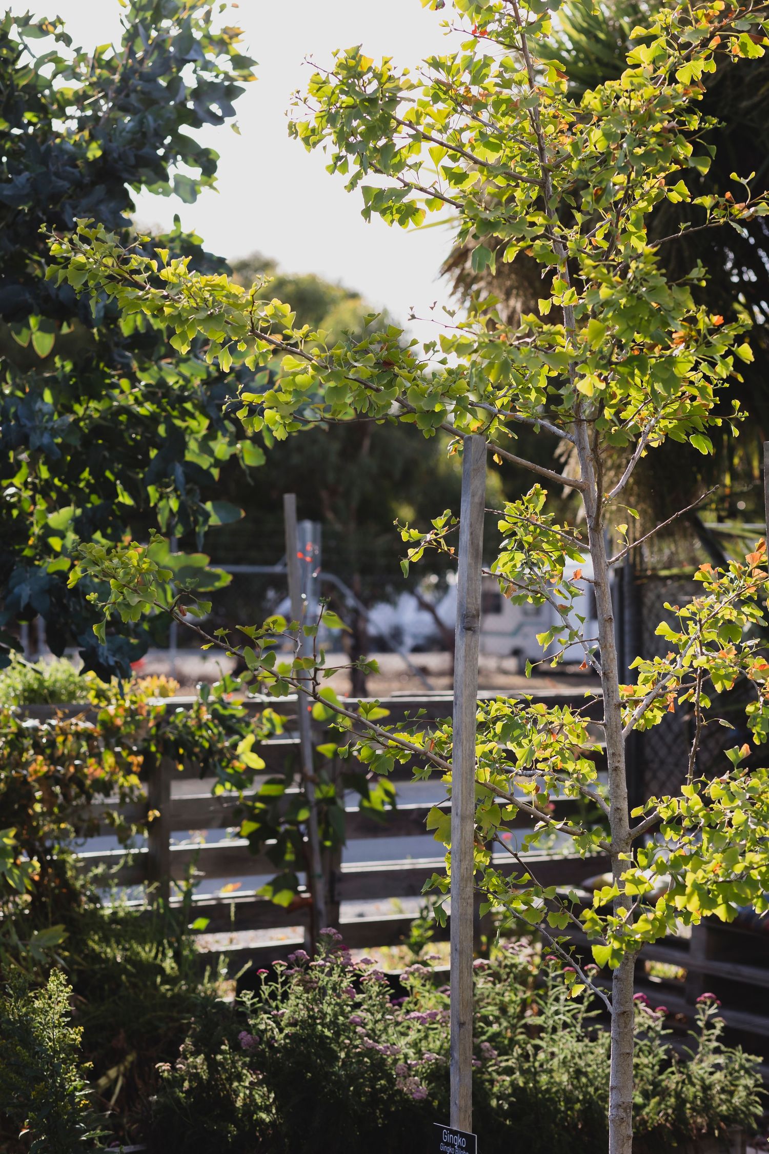 Herbalist garden at Port Elliot South Australia