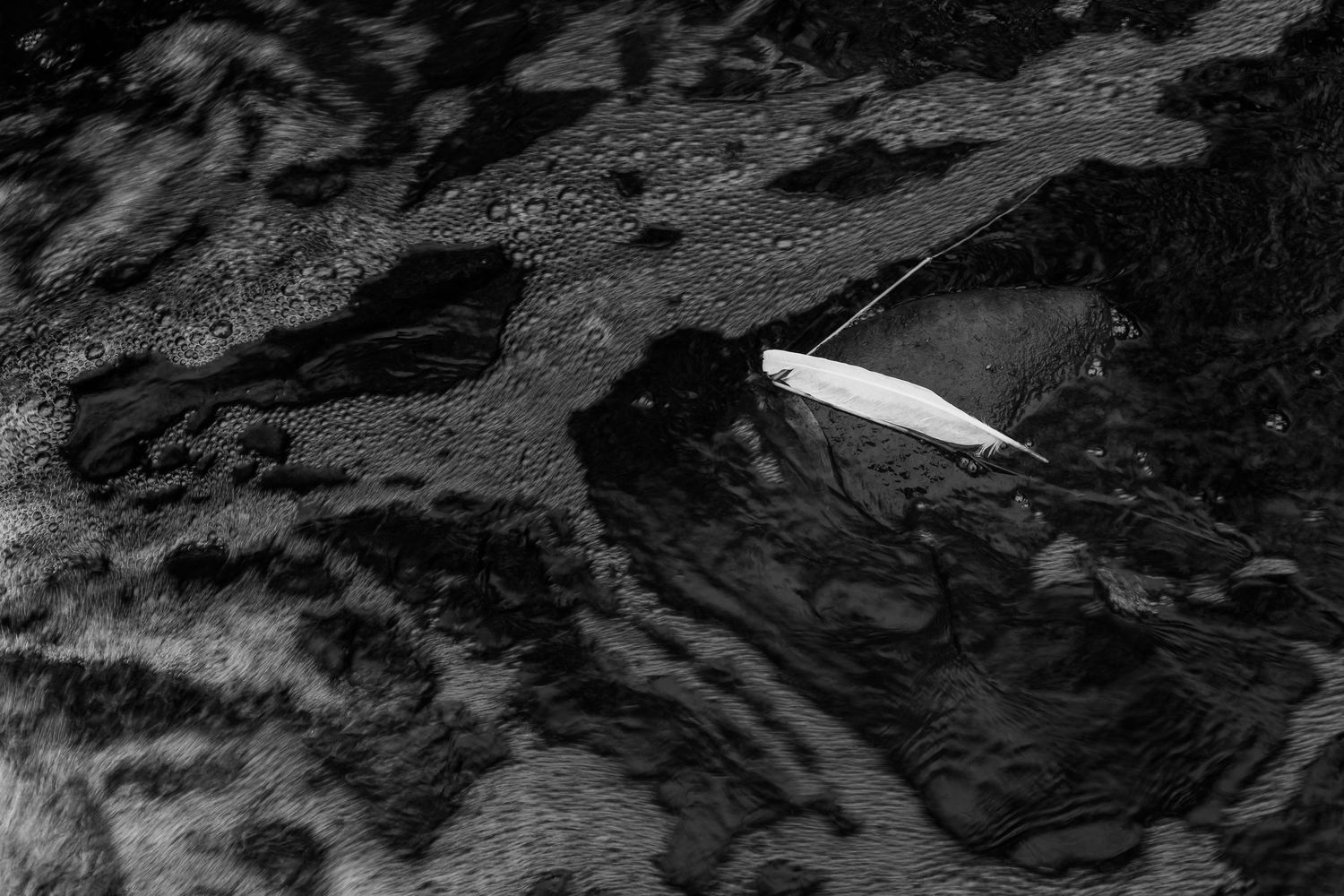 Black and white Photographic art print of feather floating on water