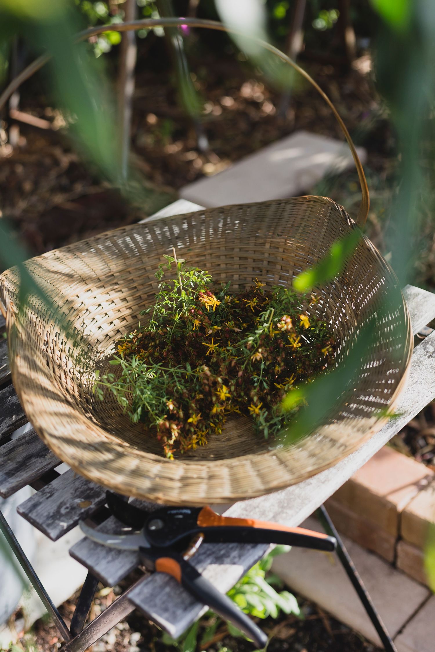 Basket of herbs picked from garden sitting on bench in dappled light at The Modern Herbalist, Port Elliot, SA