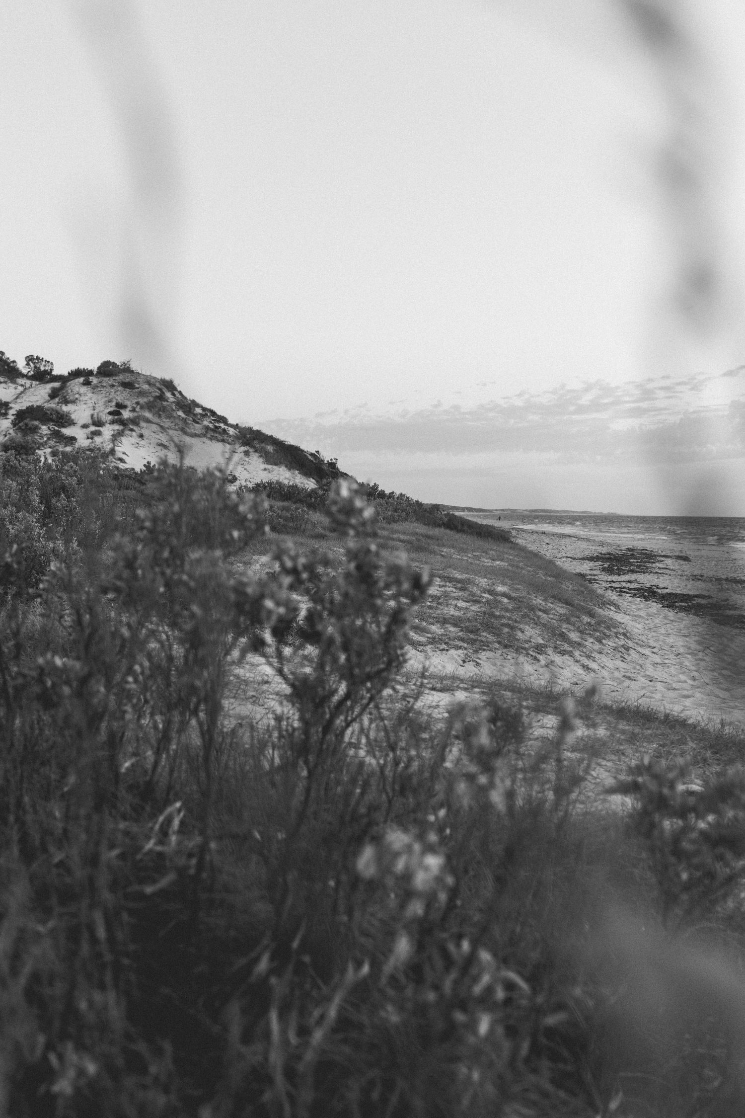Dune Dreaming is an art image of the dunes through coastal scrub, black and white with a dreamy haze