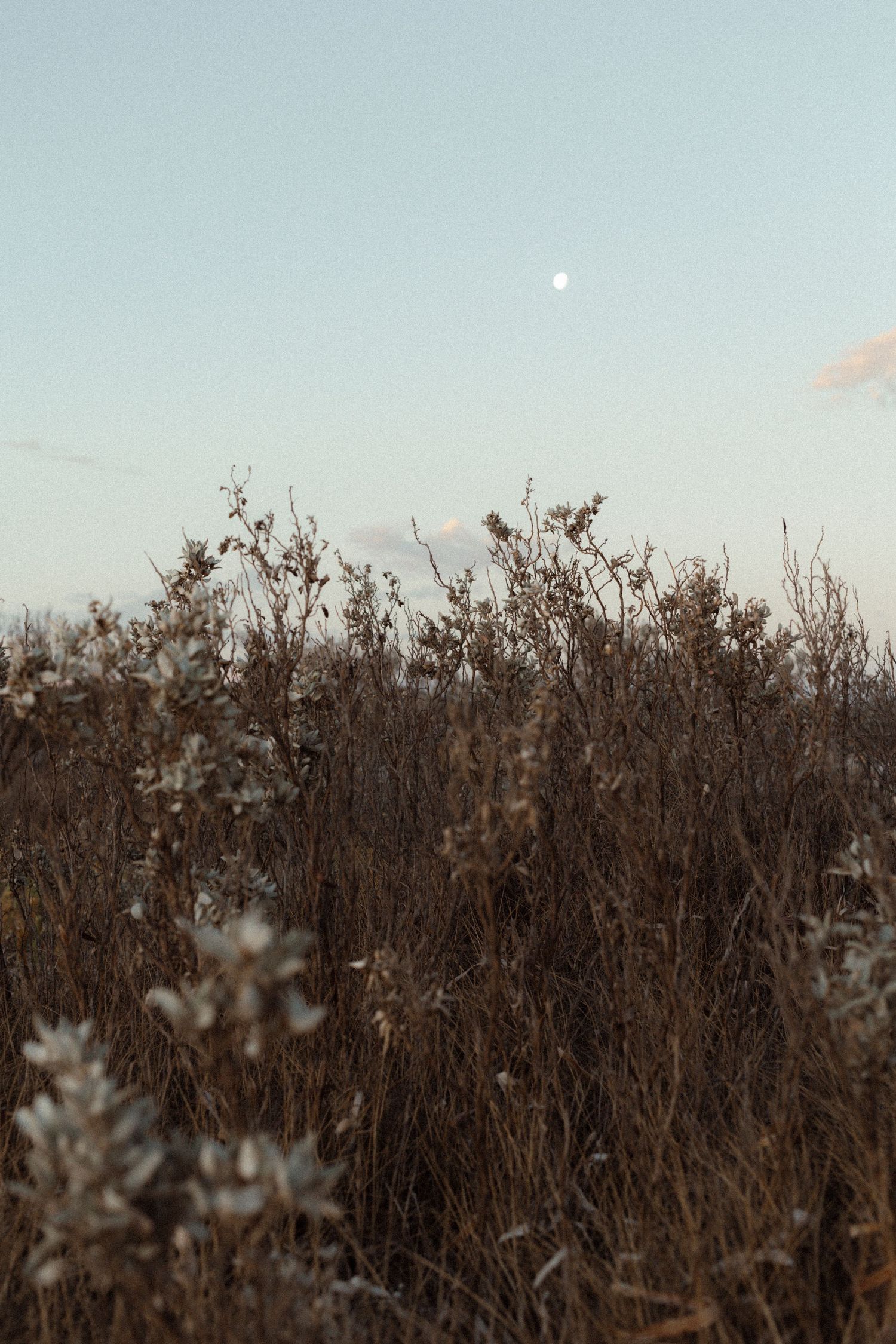 The moon rising above coastal scrub on Yorke Peninsula, South Australia