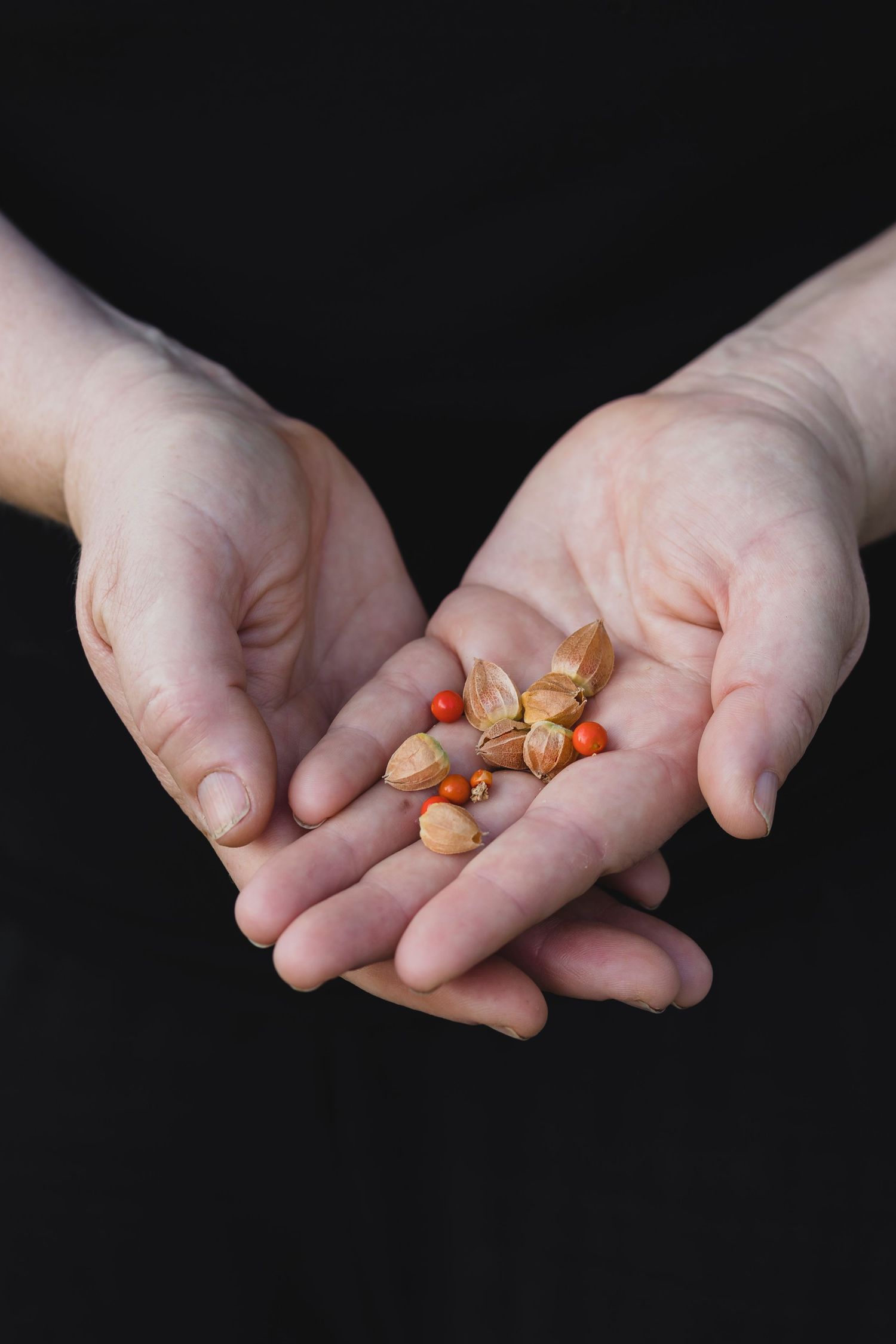 Close up of hands holding seed pods