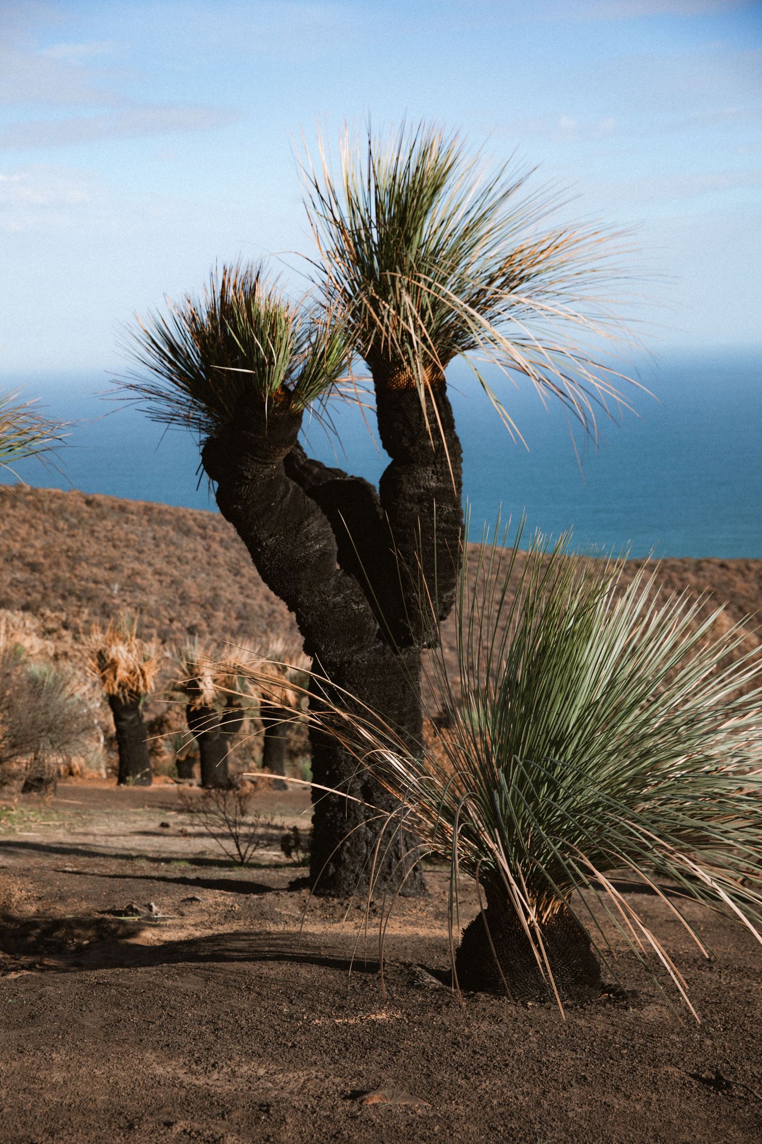 Burnt Grass Tree's in Deep Creek National Park with ocean in the background