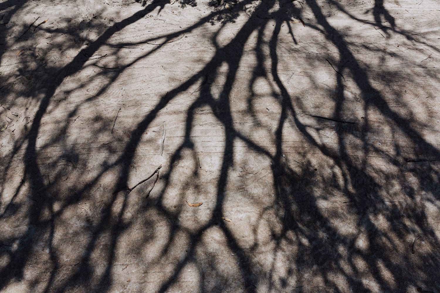 Shadow and light play through the Australian coastal scrub