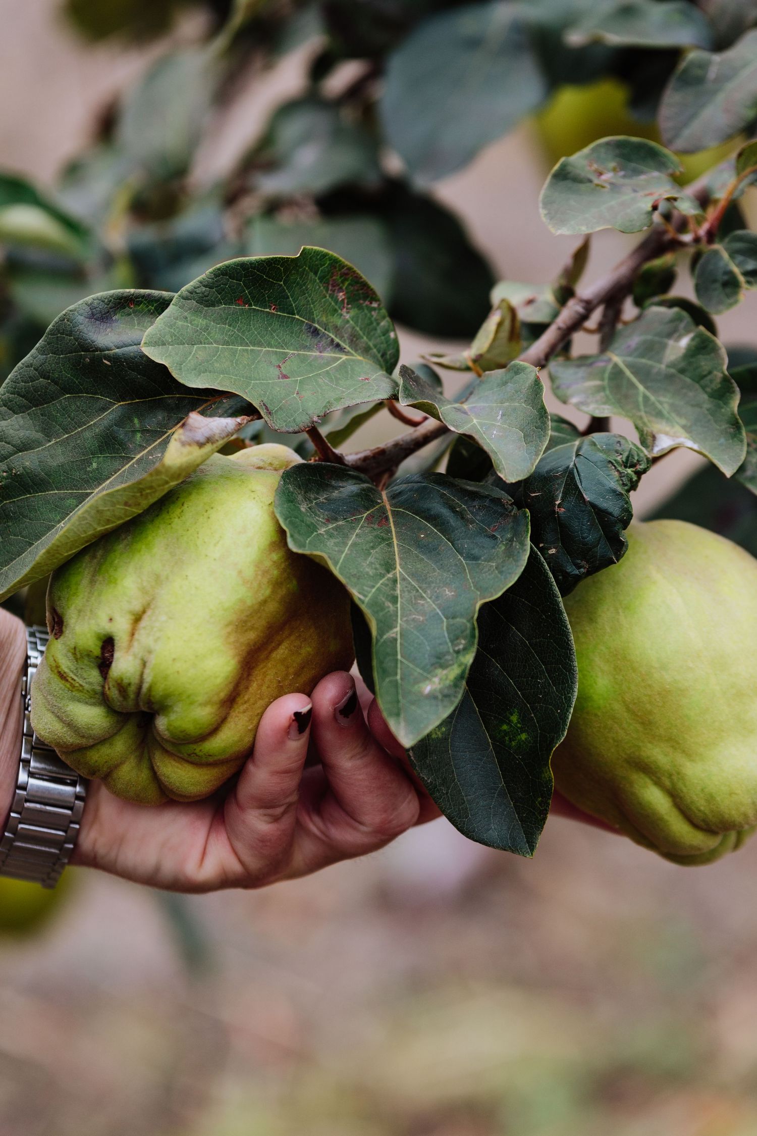 Hands holding fruit on tree