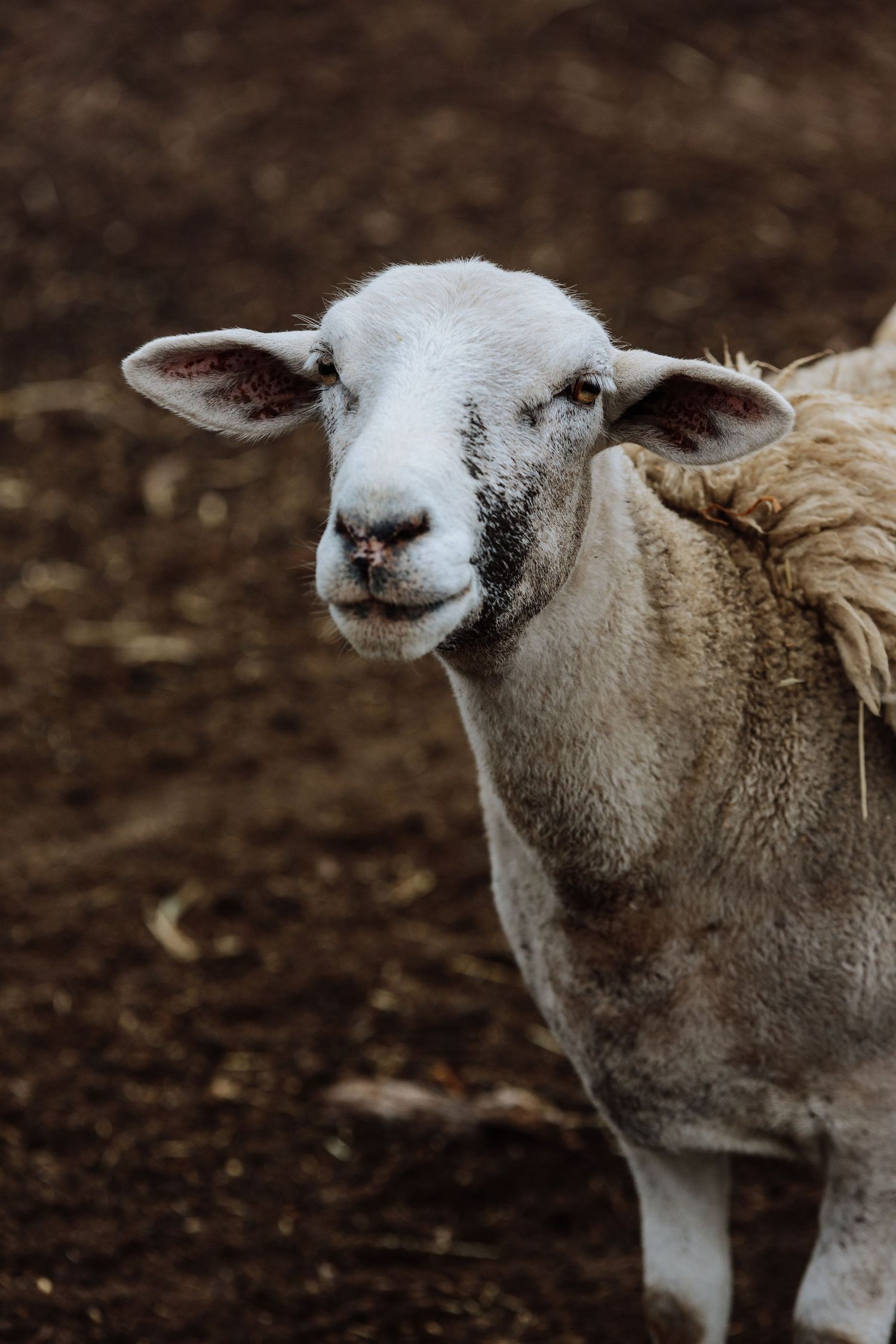 Pet sheep in the Barossa Valley