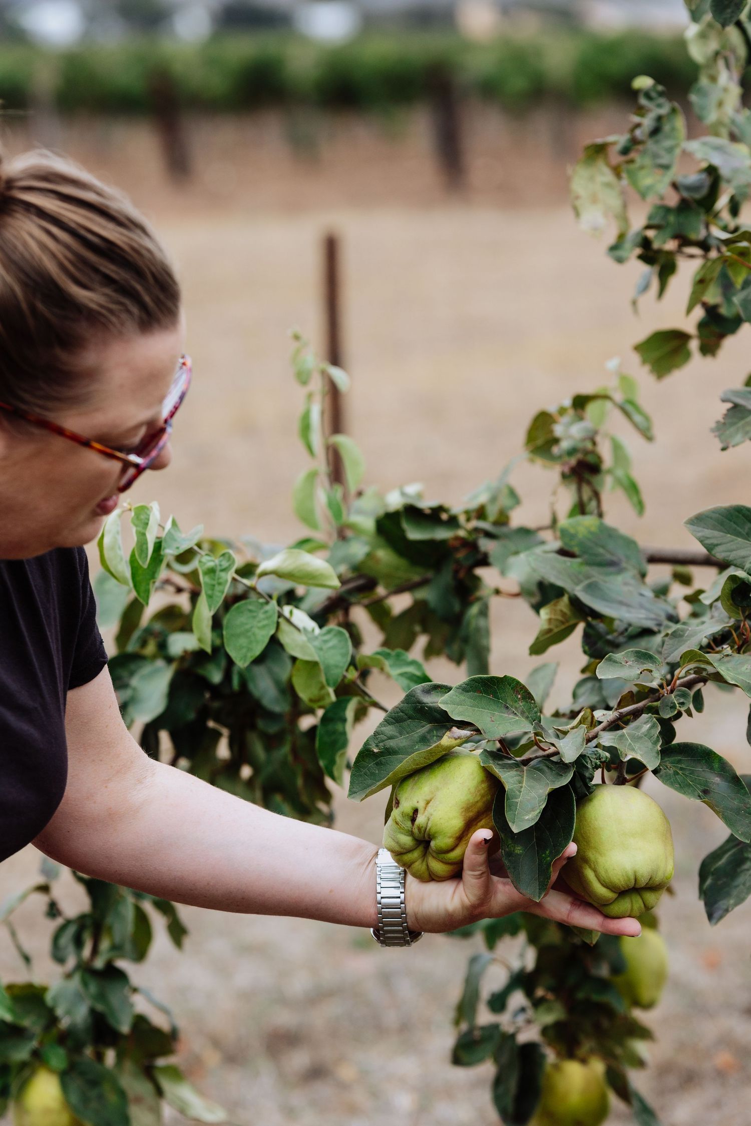 Susan from Yelland and Papps winery inspecting her young fruit trees in the Barossa Valley