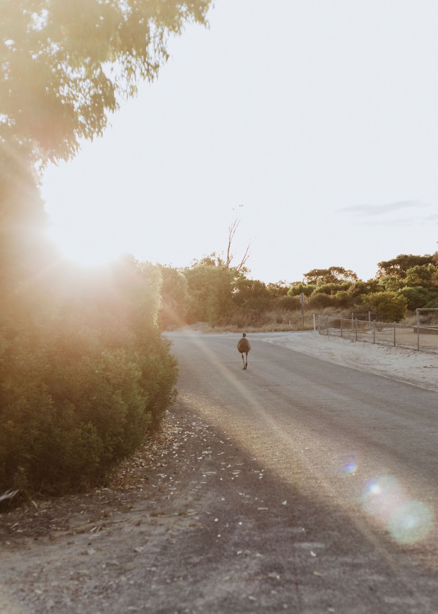 Emu walking down the street at sunset in Marion Bay, Yorke Peninsula