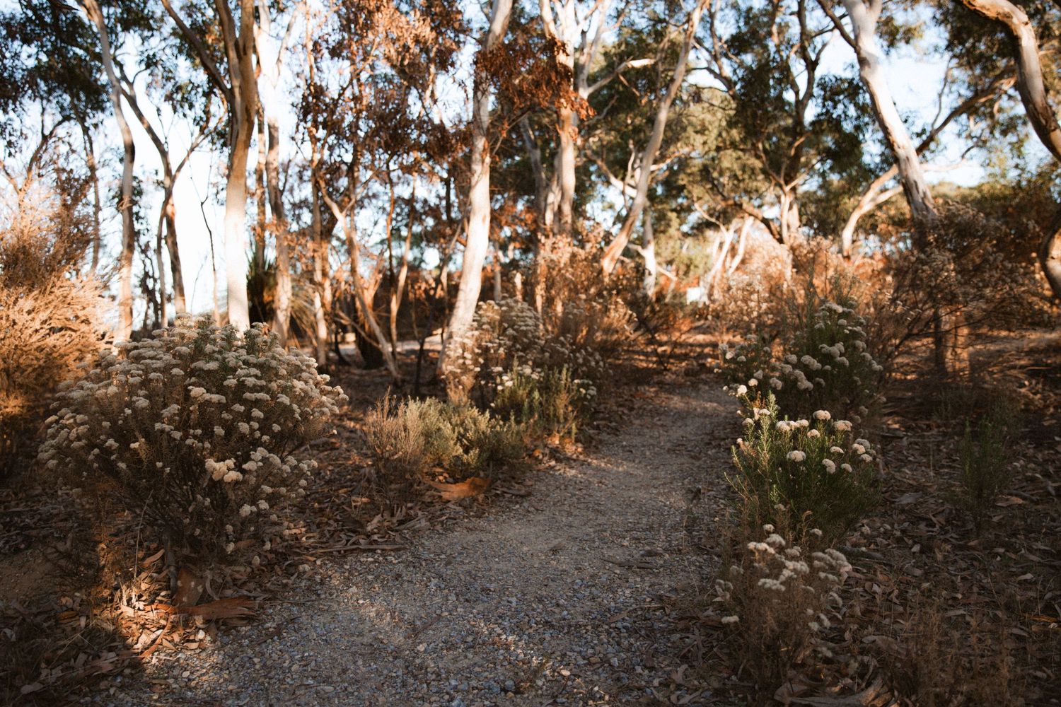 Path of gum trees and native Australian plants in Deep Creek National Park