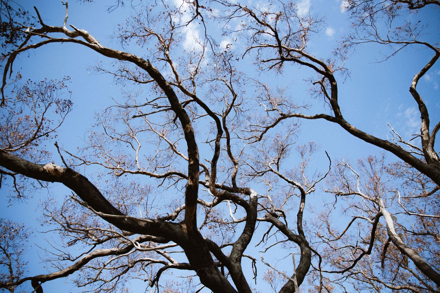 Looking up at tree after Deep Creek National Park Fire