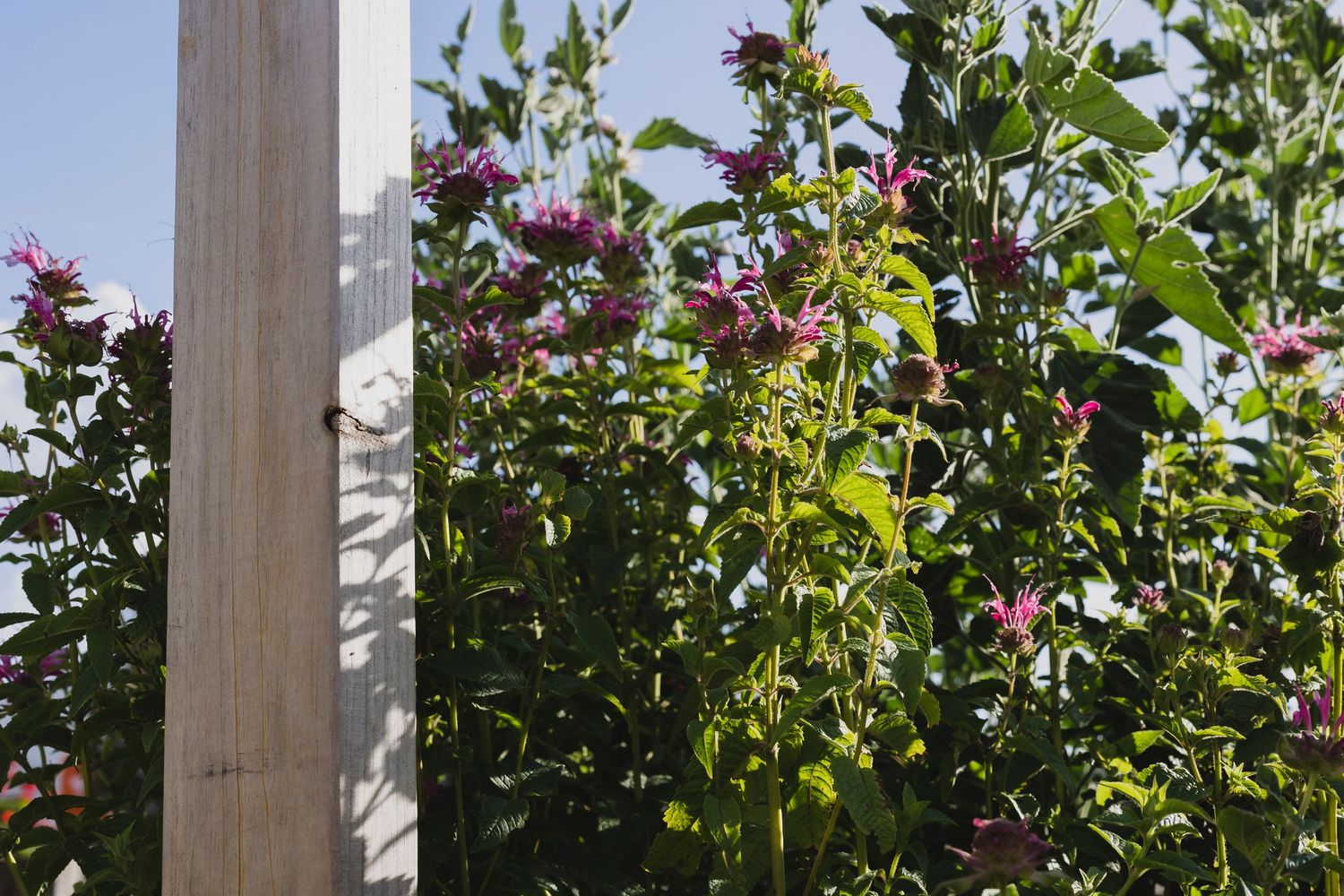 Flowers in the Modern Herbalist Co garden at Port Elliot, South Australia