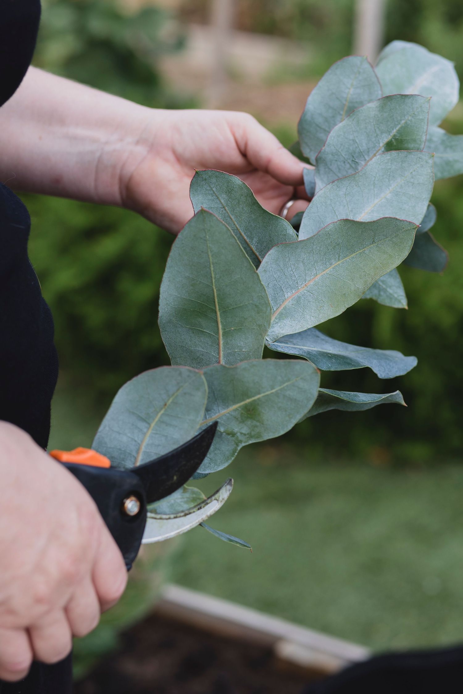 The Modern Herbalists hands trimming a plant in her garden