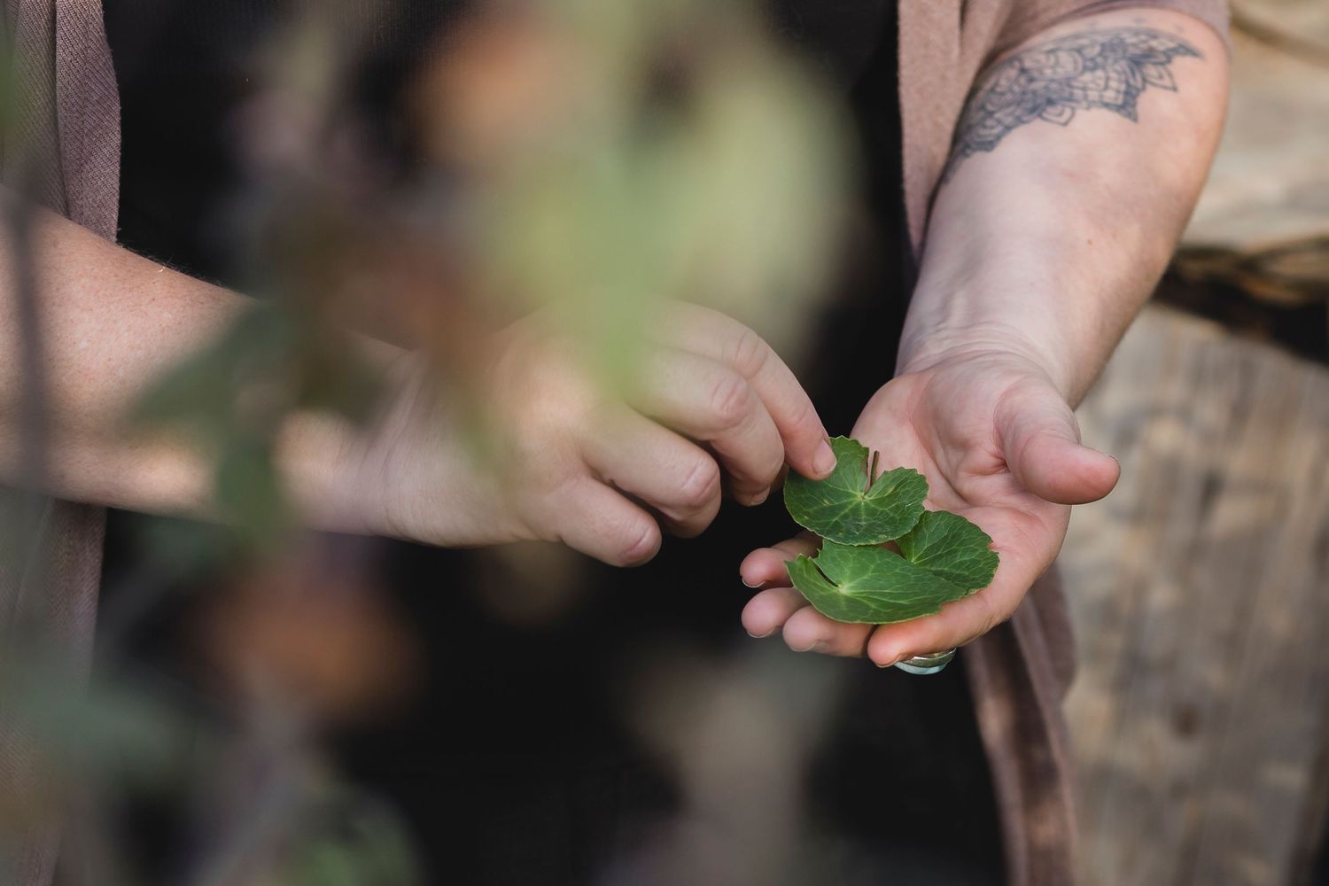Close up of the modern herbalist hands holding plant leaves
