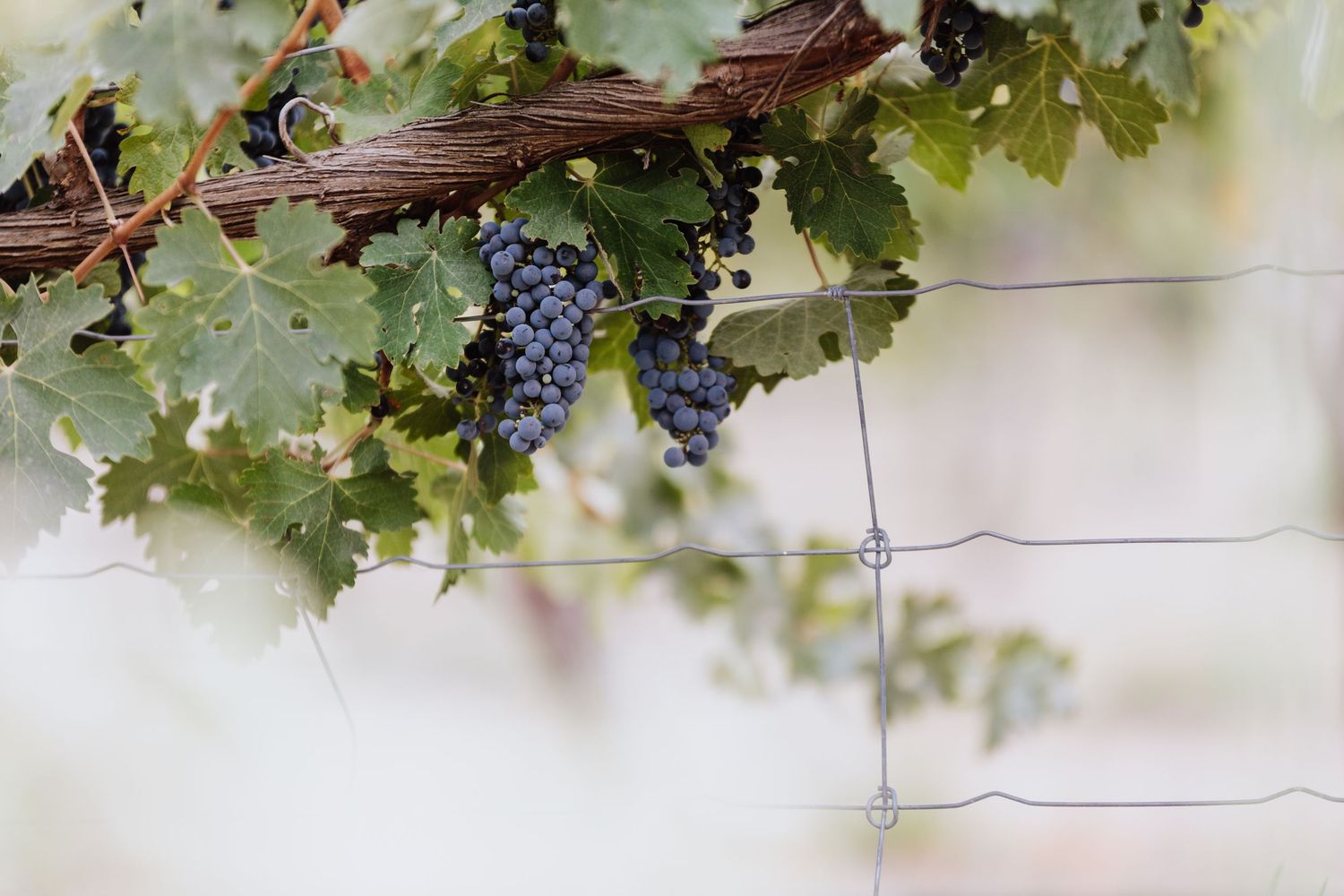 Grape Vines