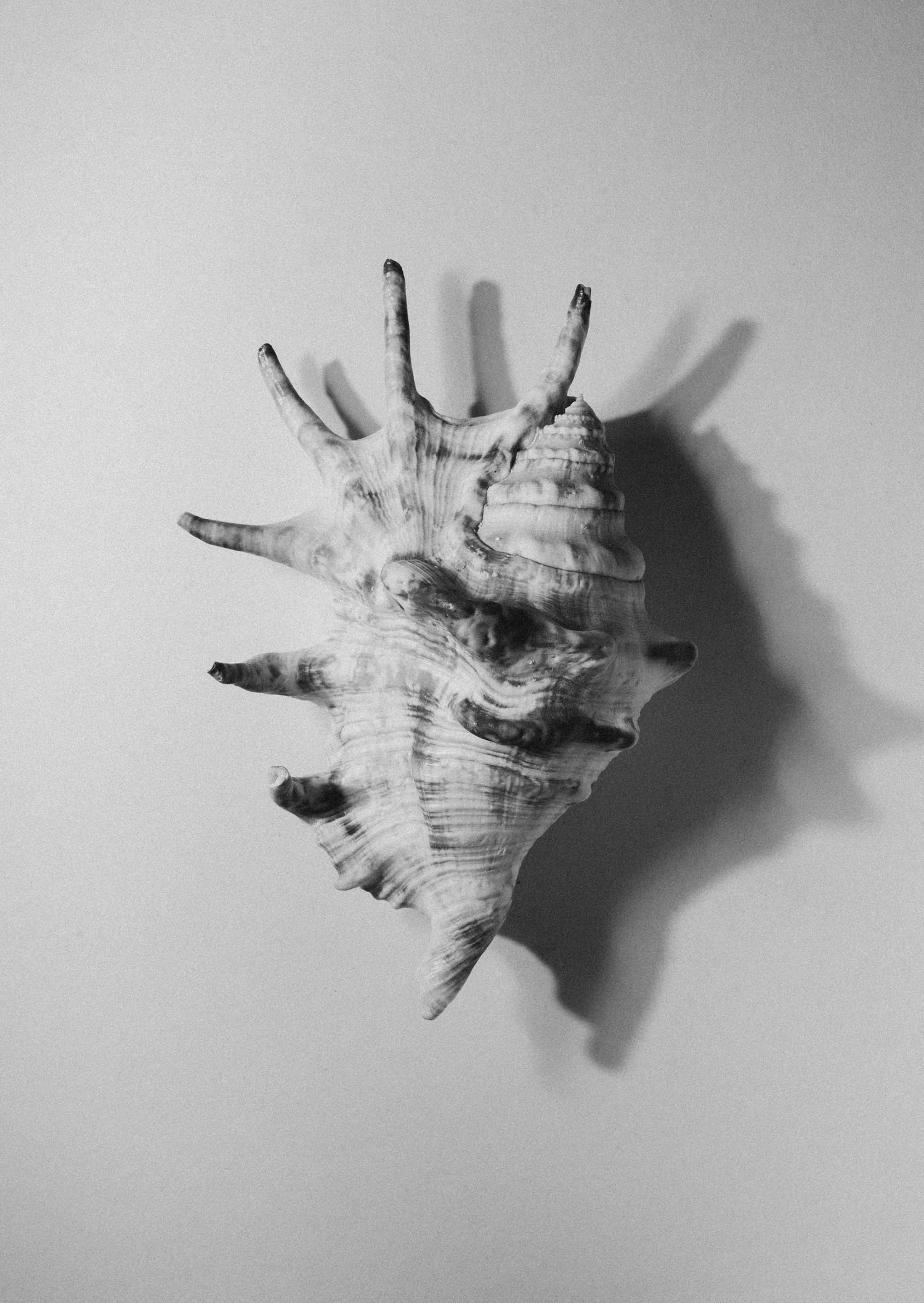 black and white of shell