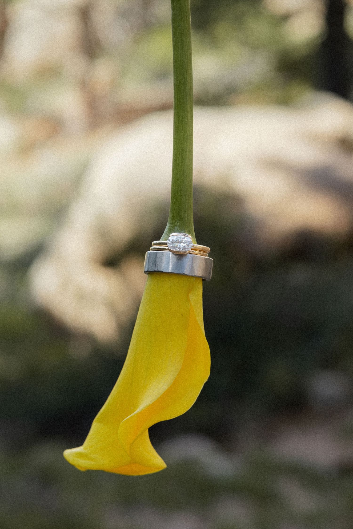 Two wedding rings placed on a yellow calla lily stem outdoors, with a diamond engagement ring on top.