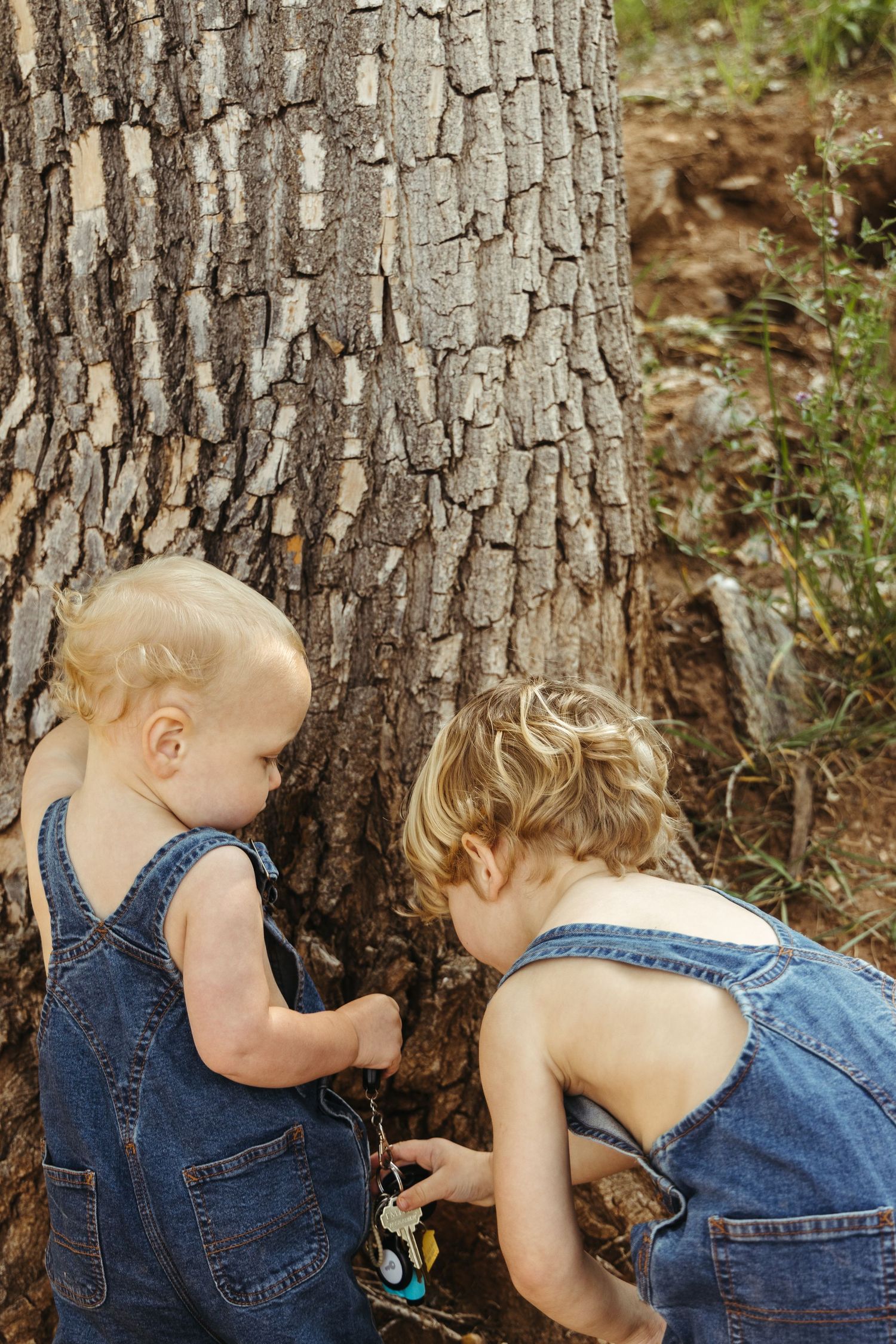 Two children in denim overalls exploring a large tree trunk together.