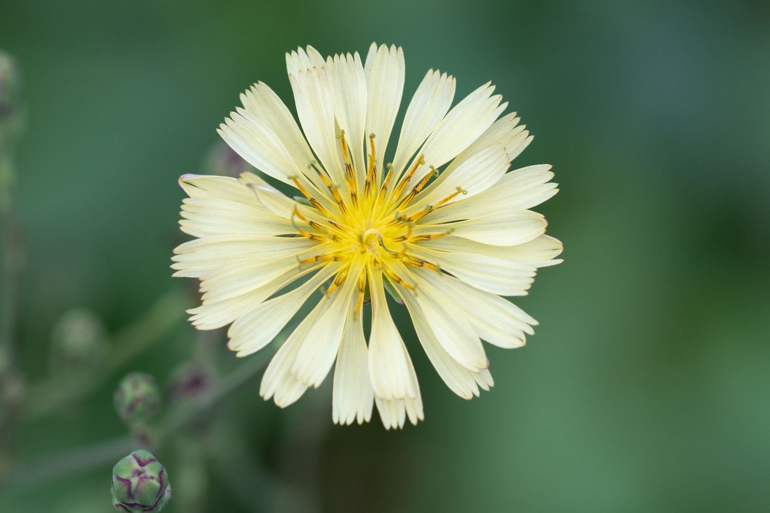 Close-up macro photograph of a pale yellow dandelion flower with delicate petals against a blurred green background.