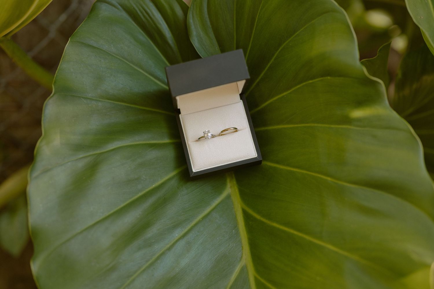 Wedding rings rest on a large green monstera leaf creating an elegant natural backdrop for jewelry photography.