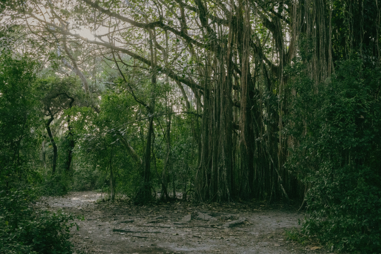 A series of dark, moody forest path photos showing winding trails through dense green woodland in different lighting conditions.